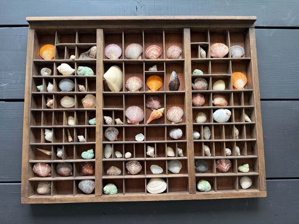 Antique Printers Tray Drawer Trinket Shelf Shells Large Wall Display Beach Decor